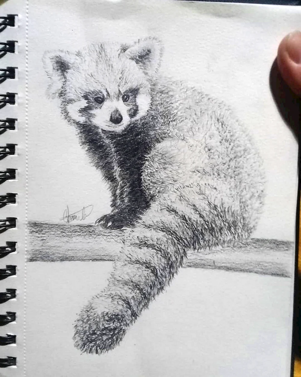 Красная Панда рисунок карандашом