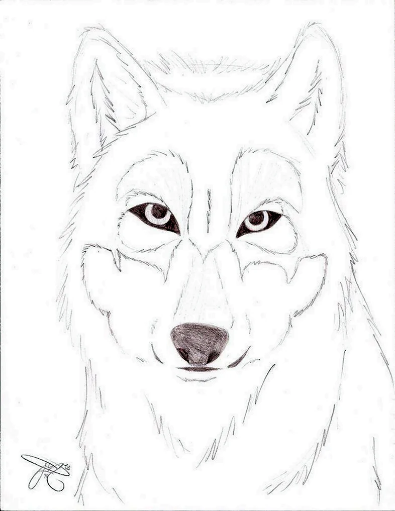 Красный волк рисунок карандашом