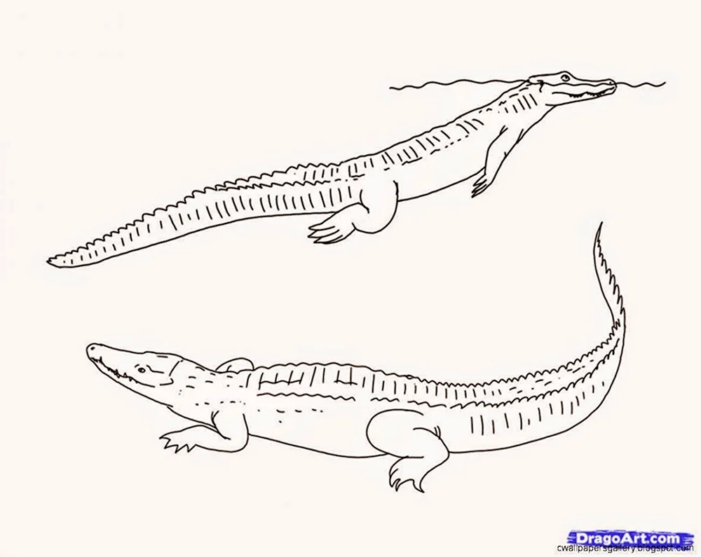 Крокодил сзади рисунок