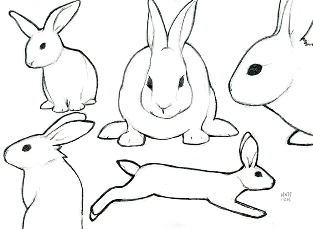 Кролик рисунок спереди и сбоку