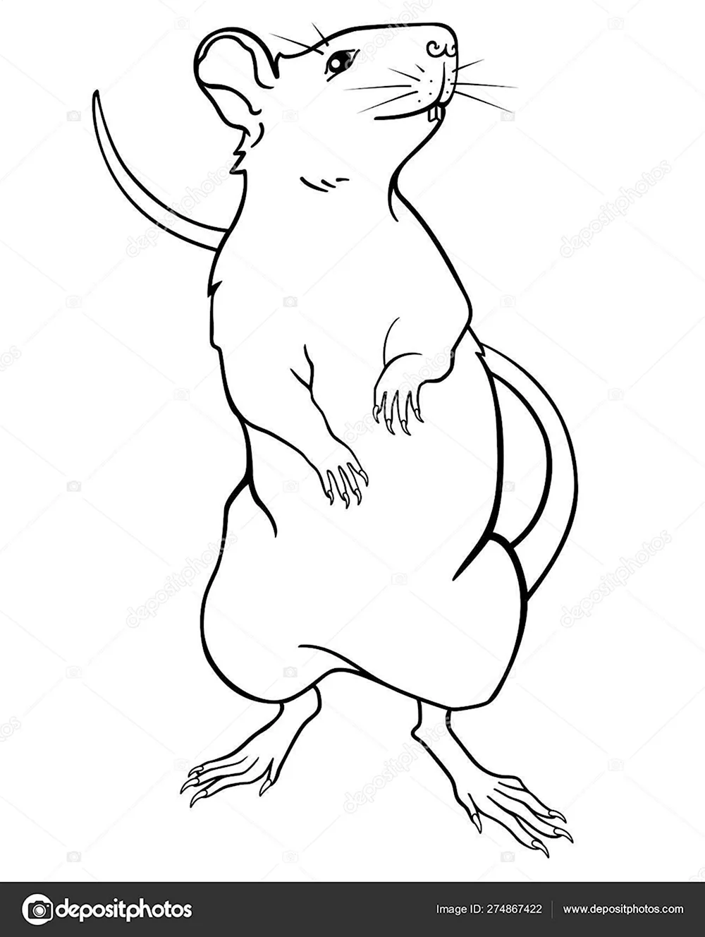 Крыса на задних лапах иллюстрация
