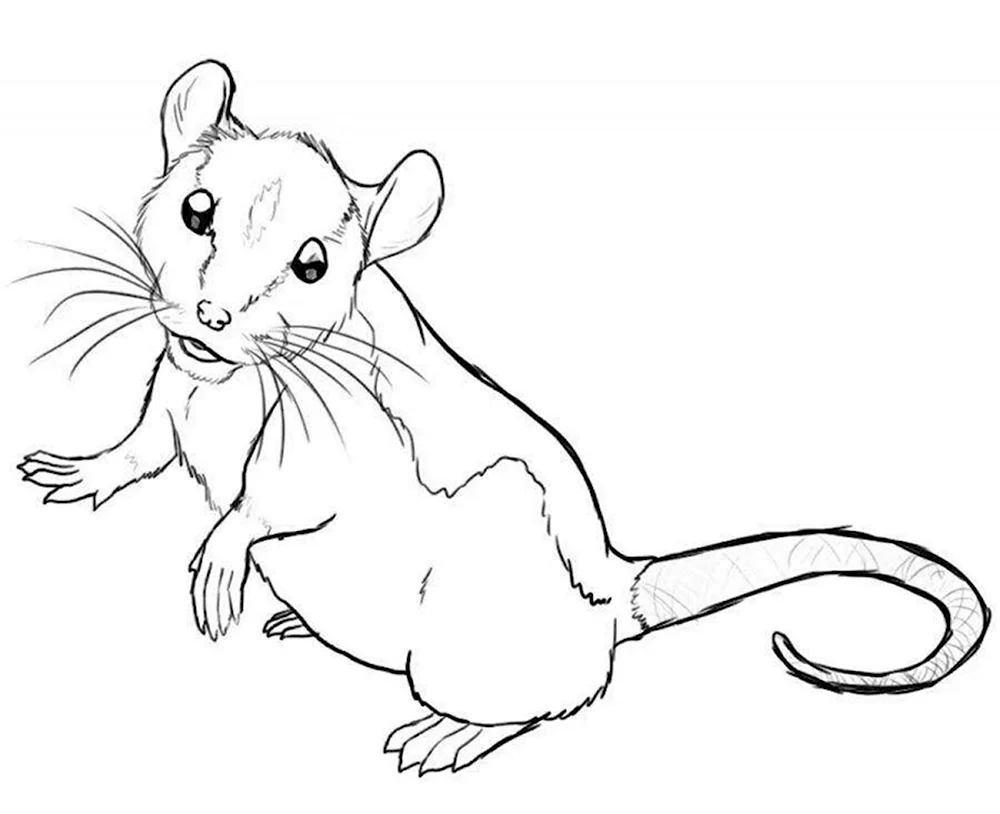 Крыса рисунок