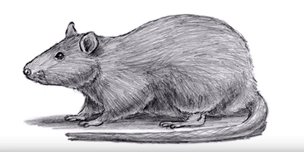 Крыса рисунок карандашом