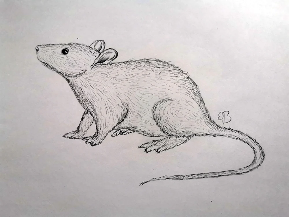 Крыса с сыром рисунок