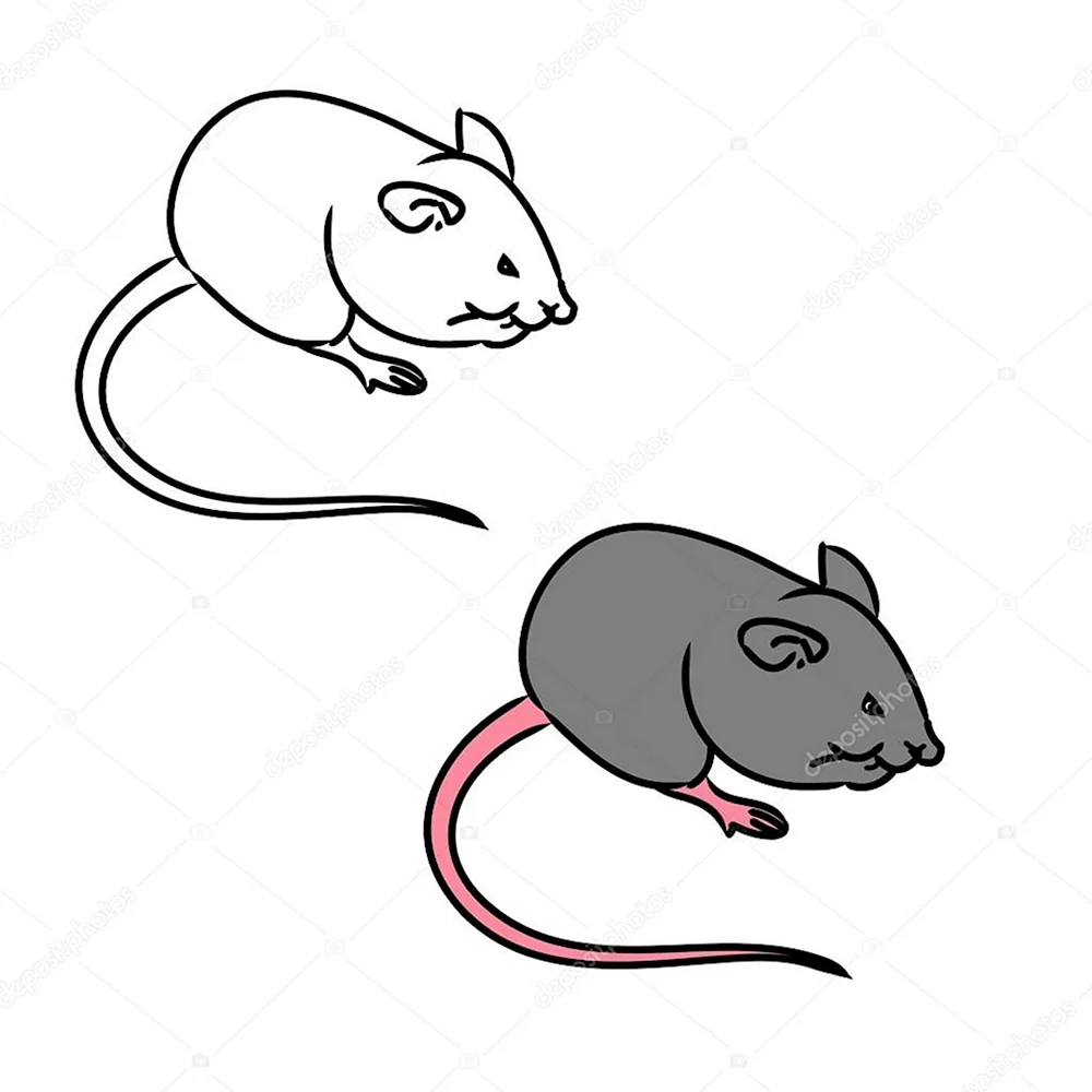 Крыса схематично