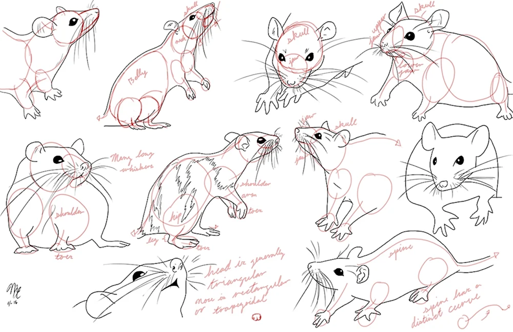 Крысы анатомия референс