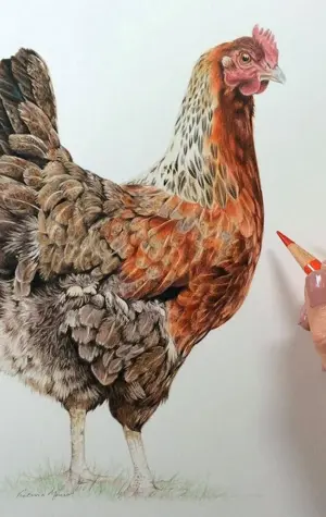 Курица цветными карандашами
