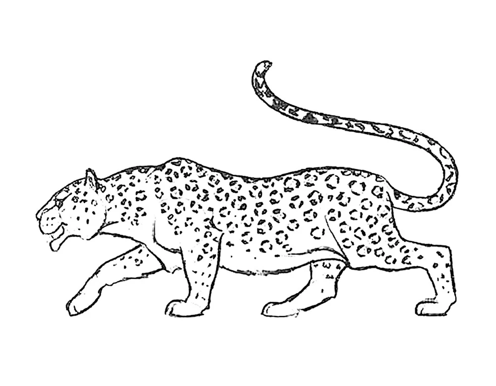 Леопард рисунок карандашом для срисовки