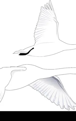 Летящий лебедь рисунок карандашом
