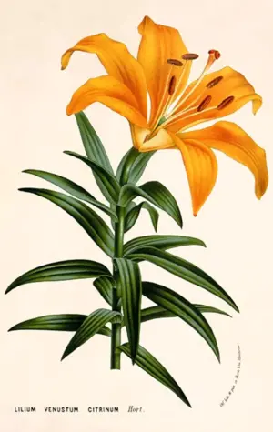 Лилия Ботанический атлас