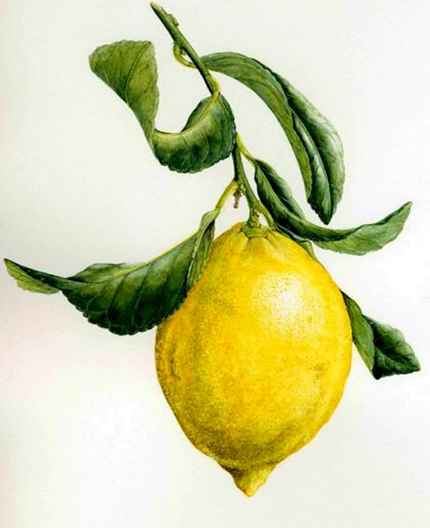 Лимон Ботаническая иллюстрация
