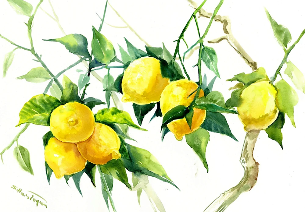 Лимонное дерево акварель
