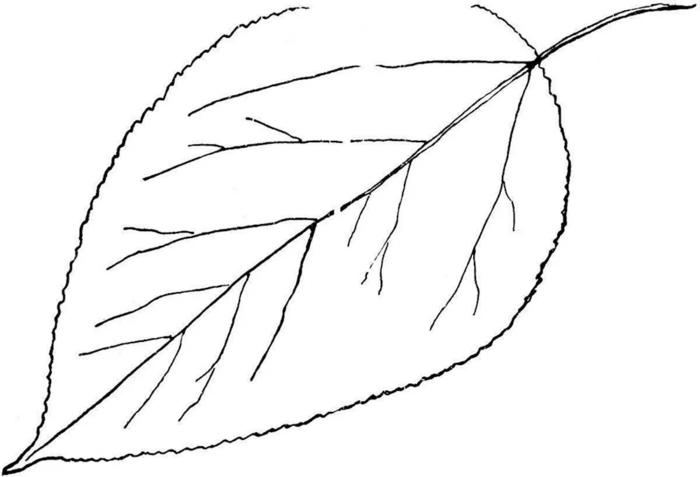Листья карандашом