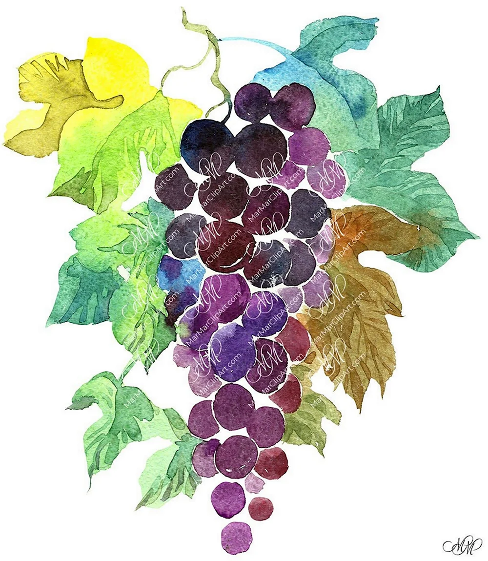 Листья винограда рисунок краской