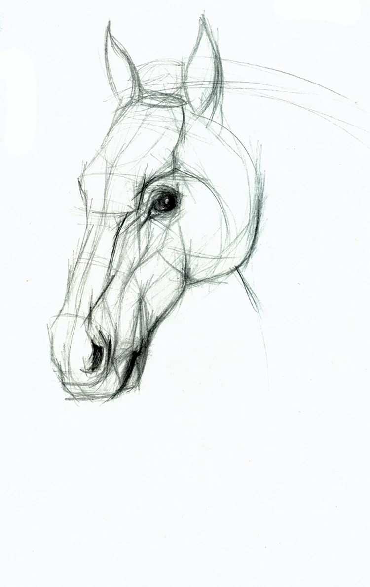 Лошадь карандашом