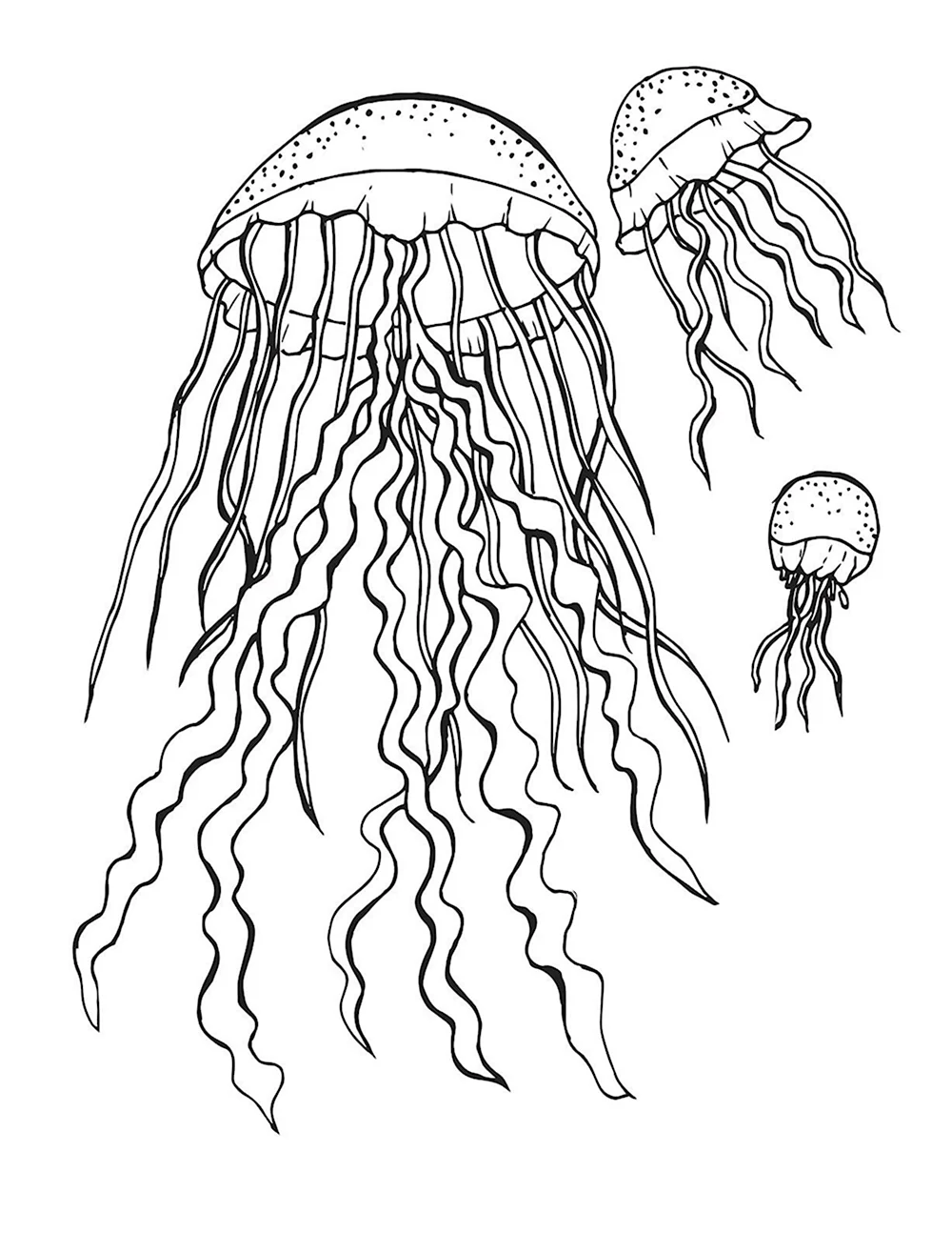 Медуза корнерот