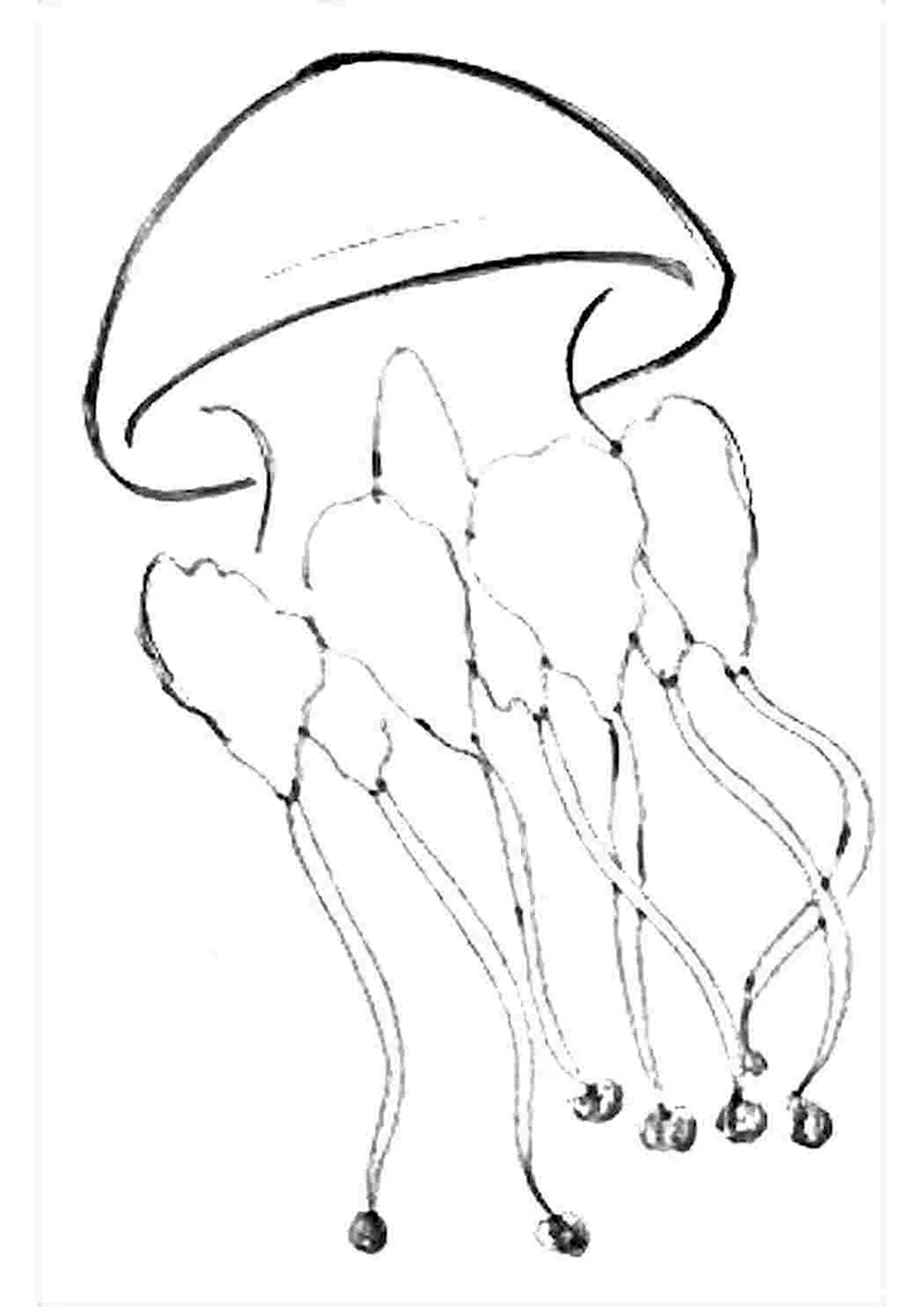Медуза корнерот раскраска