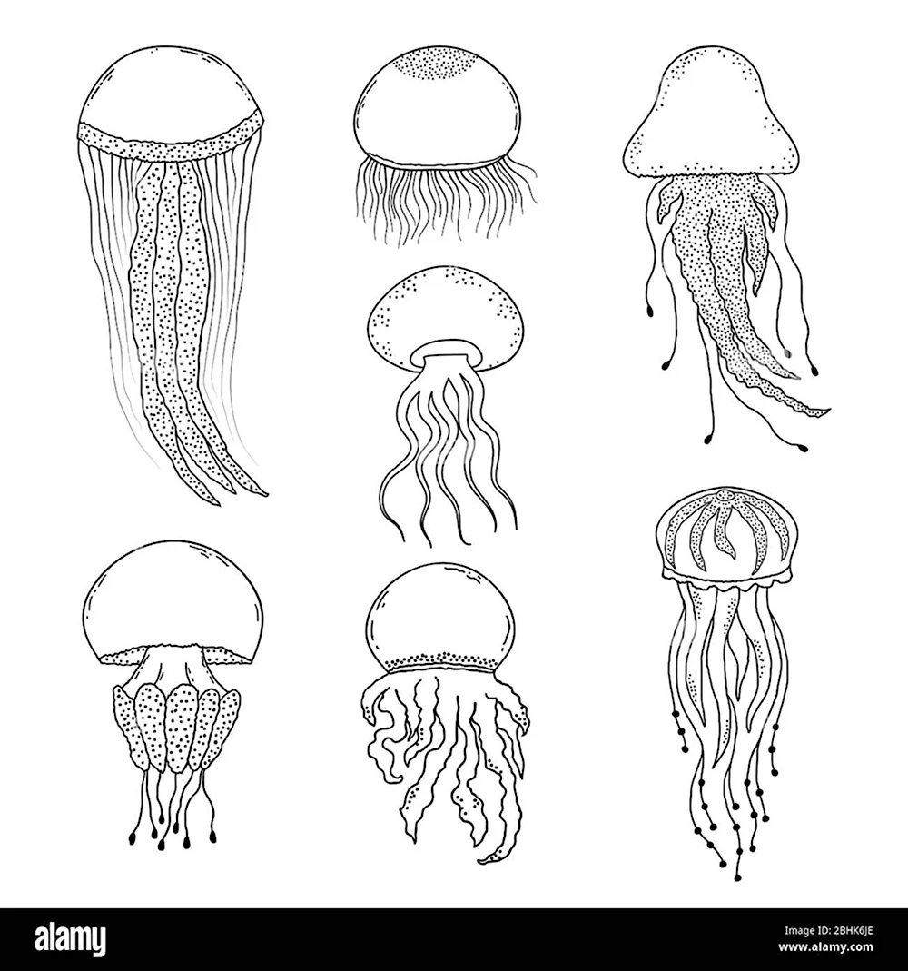 Медуза рисунок карандашом