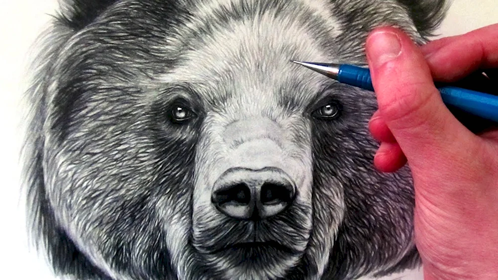 Медведь рисунок реалистичный