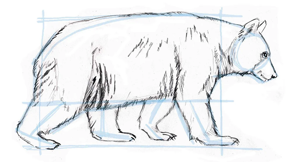 Медведь сбоку рисунок