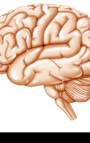 Модель головного мозга рисунок