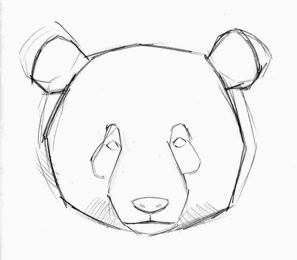Мордочка панды рисунок карандашом