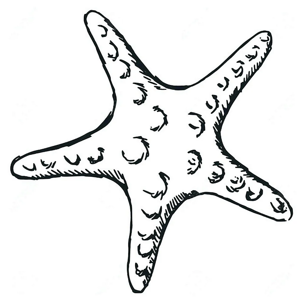 Морская звезда эскиз