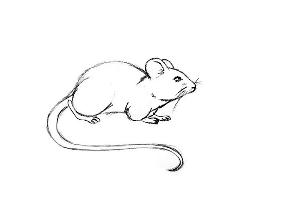 Мышь полевка рисунок легкий