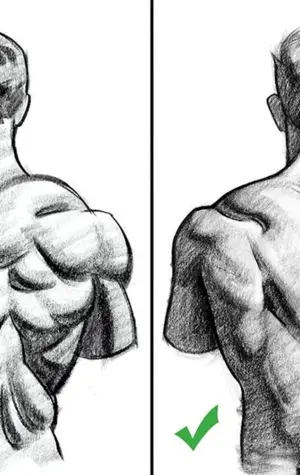Мышцы спины рисование