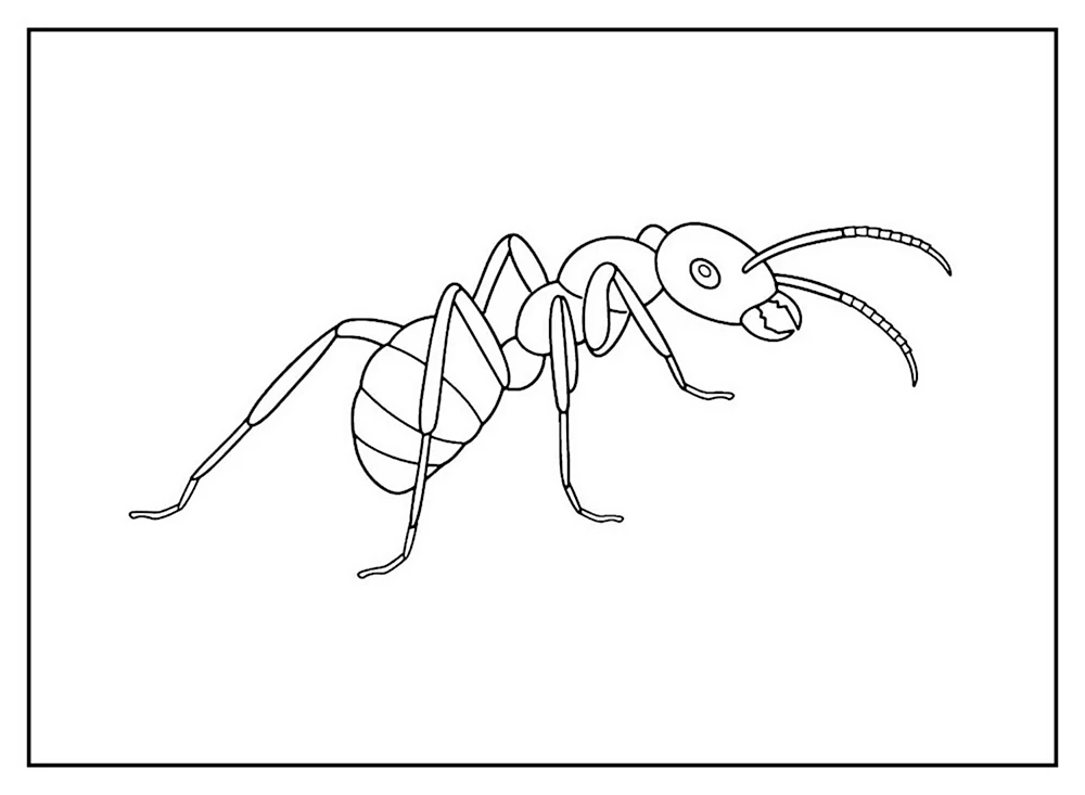 Наездники муравьи нарисовать легко