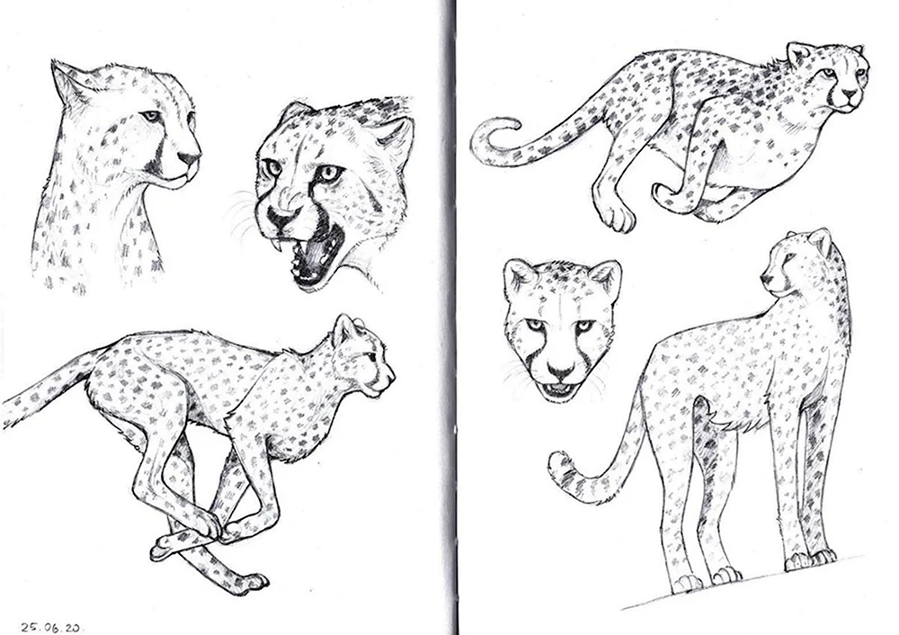 Нарисовать гепарда