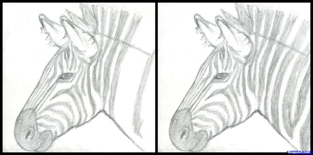 Нарисовать голову зебру поэтапно