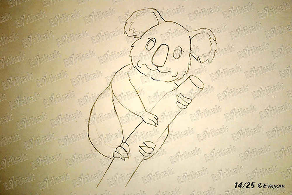 Нарисовать коалу поэтапно карандашом для детей