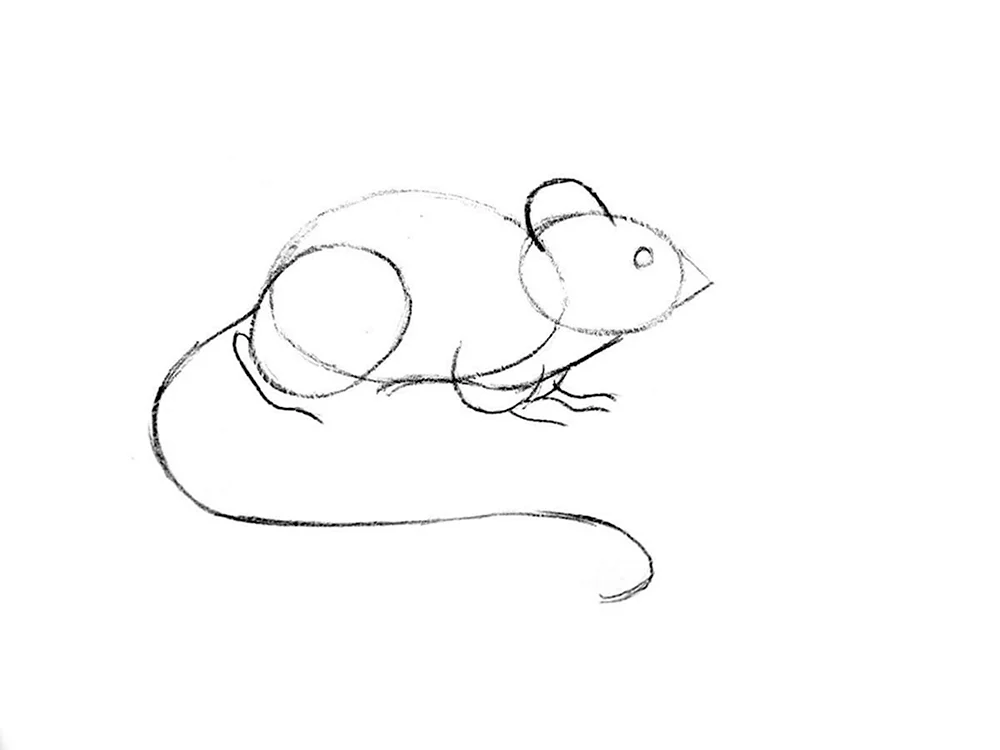 Нарисовать мышку поэтапно