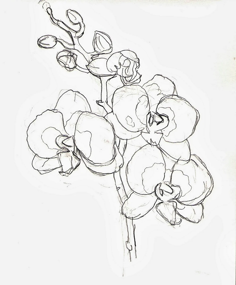 Нарисовать орхидею