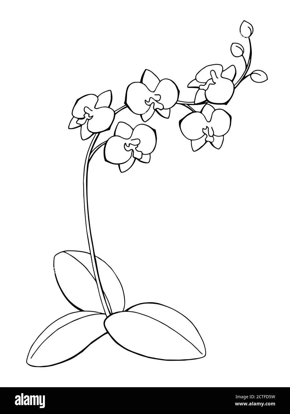 Нарисовать орхидею легко