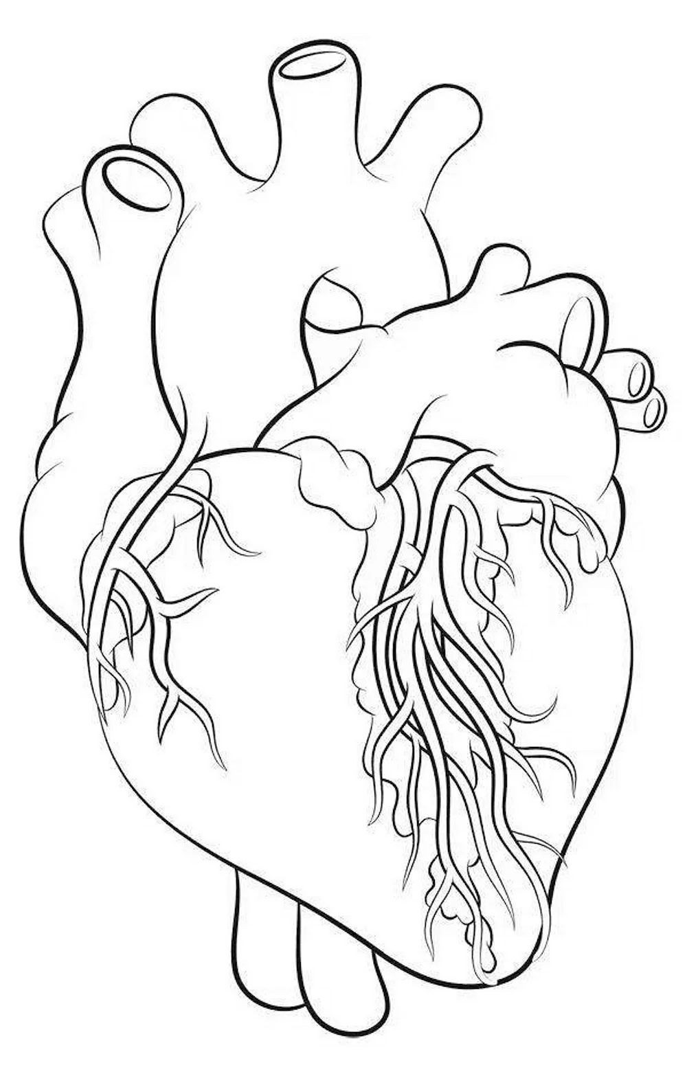 Нарисовать сердце человека