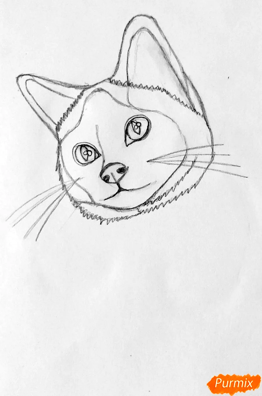 Нарисовать сиамскую кошку карандашом