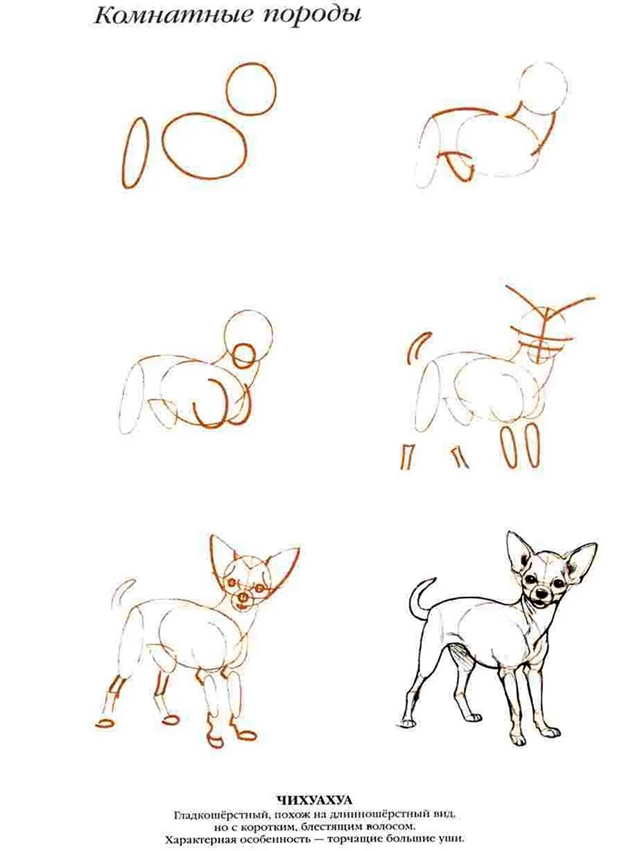 Нарисовать собаку чихуахуа пошагово