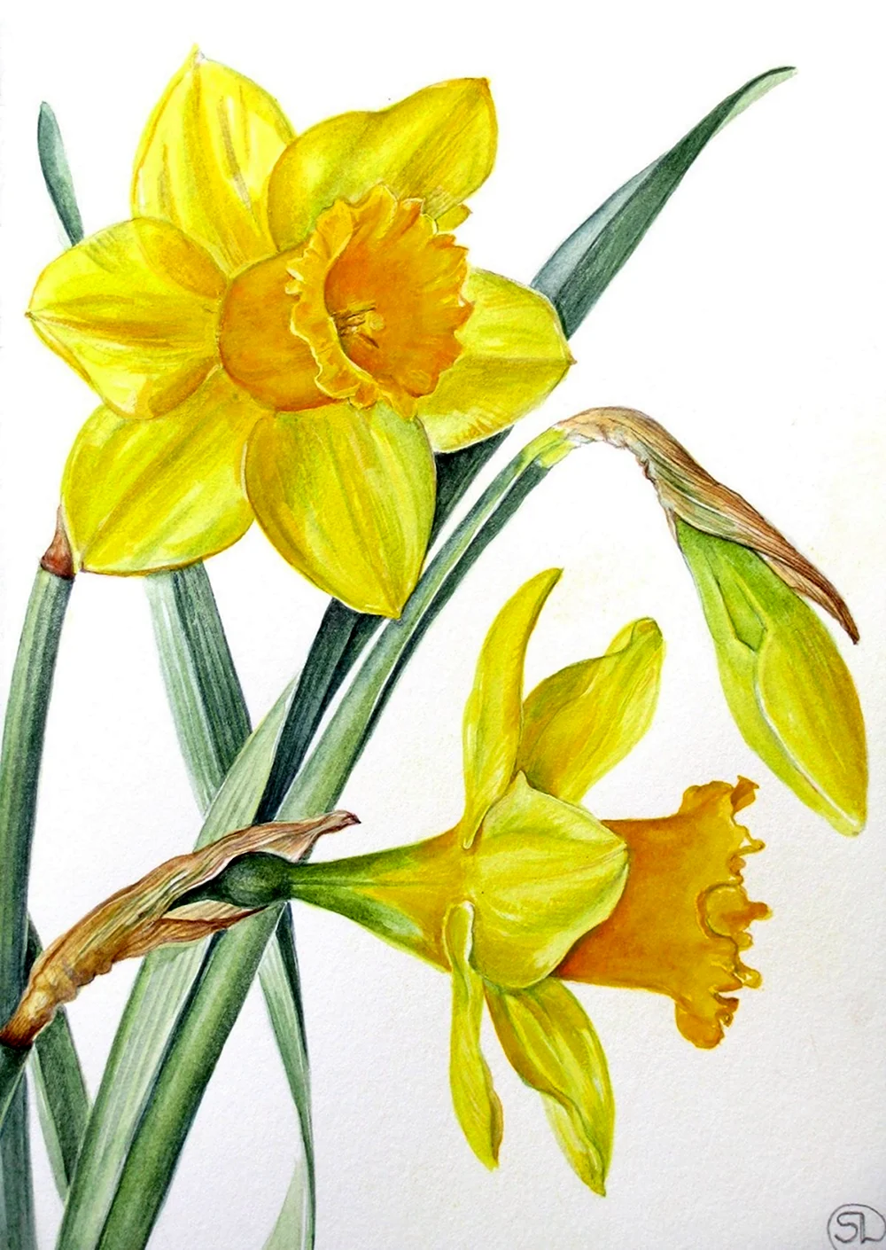 Нарцисс Ботаническая иллюстрация