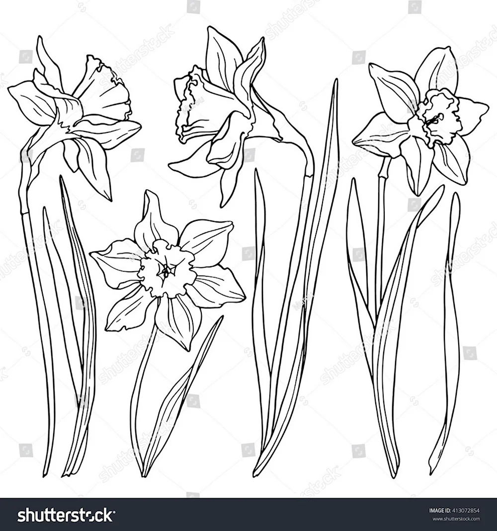 Нарцисс цветок