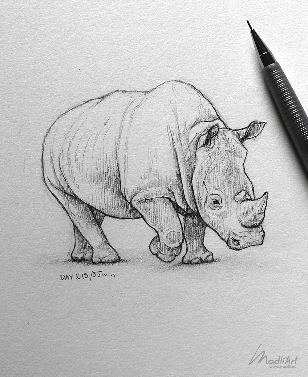 Носорог карандашом