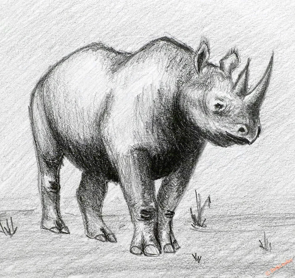 Носорог рисунок карандашом