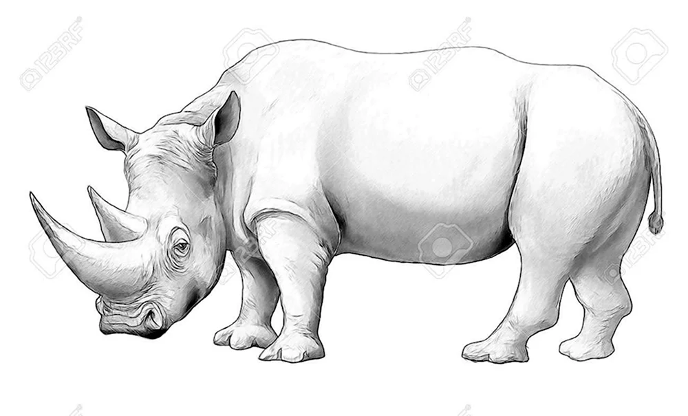 Носорог рисунок карандашом для детей фото