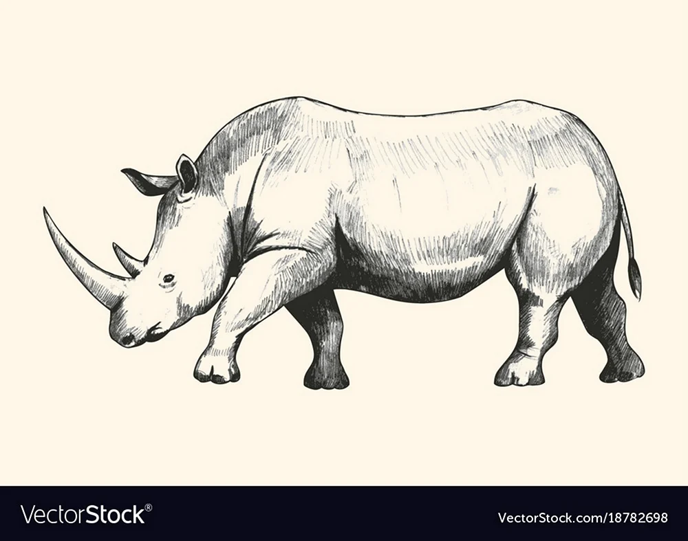 Носорог скетч