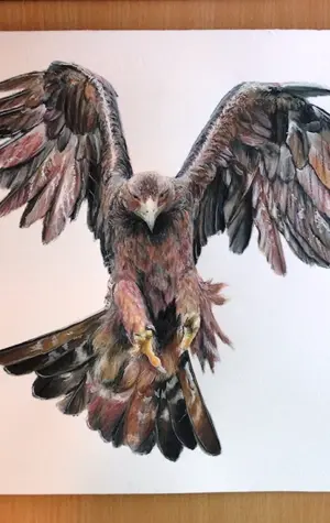 Орёл рисунок карандашом цветным