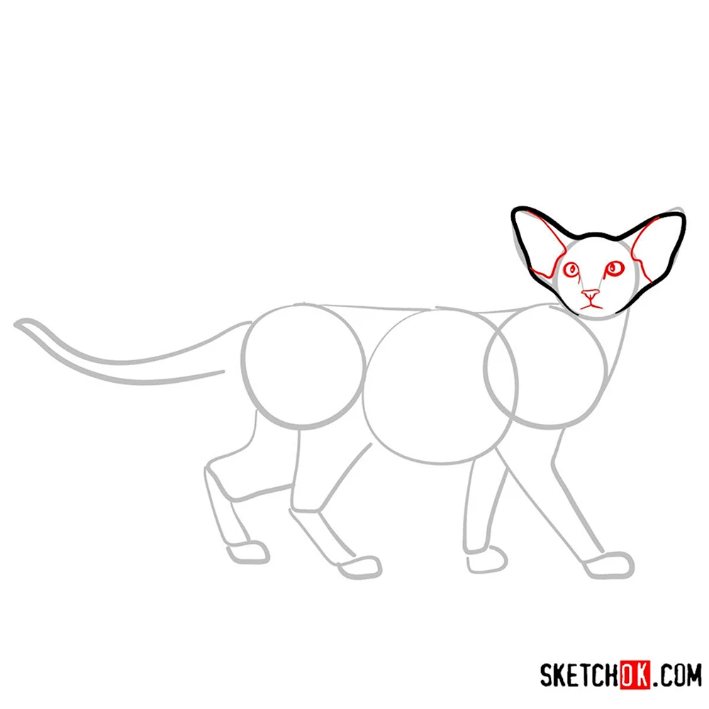 Ориентальная кошка рисунок карандашом