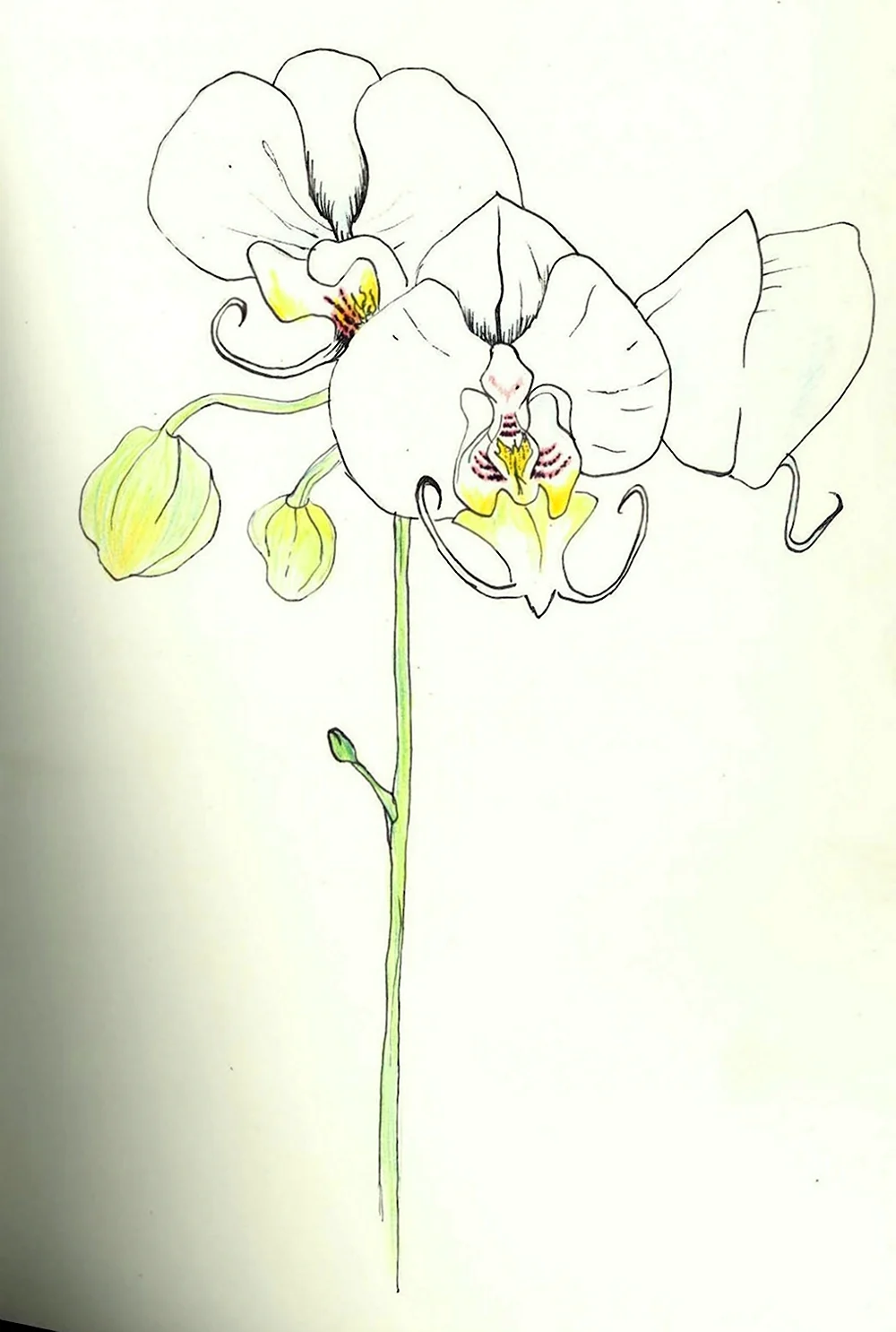 Орхидея для срисовки