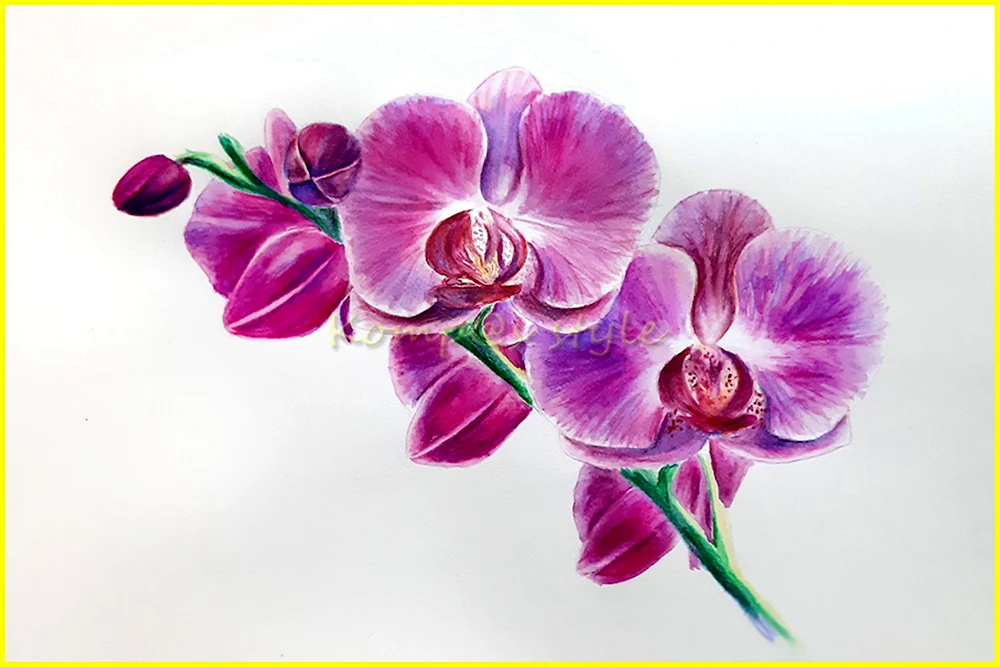 Орхидея карандашом