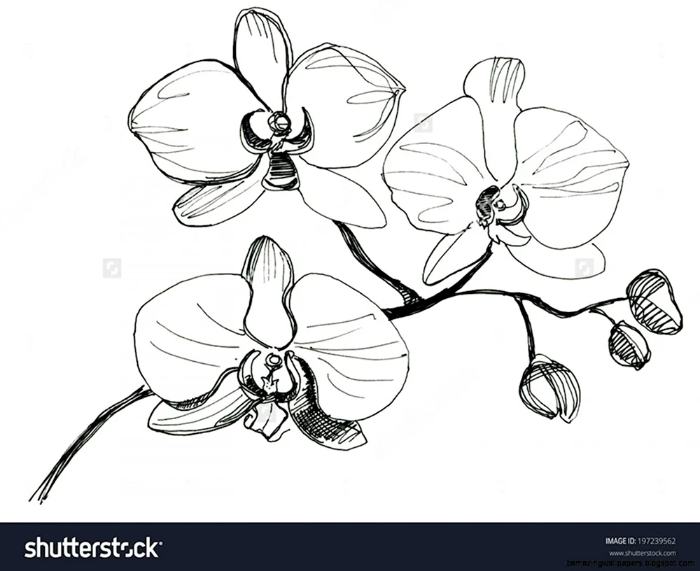 Орхидея карандашом для срисовки в горшке